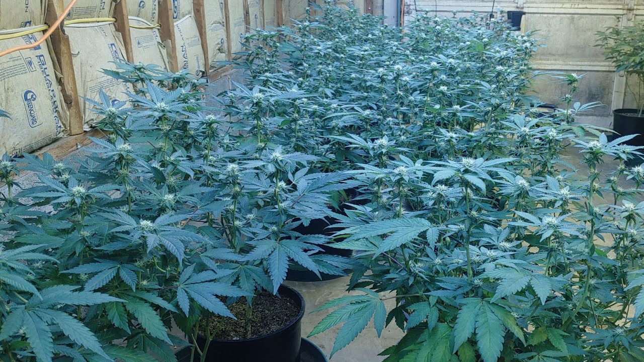 MarsHydro FCE4800 VS 600w Hps. Leaf Strip complete, Chef Olsen Plants.