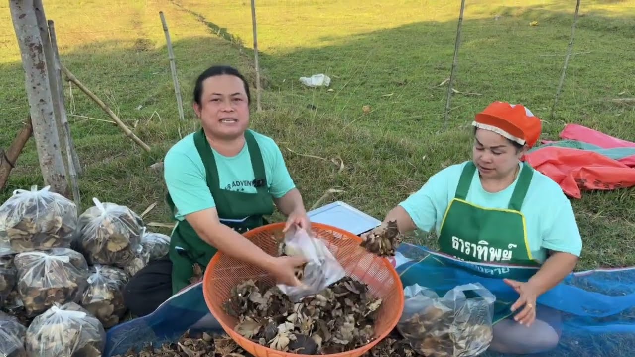 อาหารพื้นบ้านที่อยากนำเสนอ เห็ดกระด้าง เม็ดกระบก มะขามเปียก แม่พร้อมส่งให้นะคะ