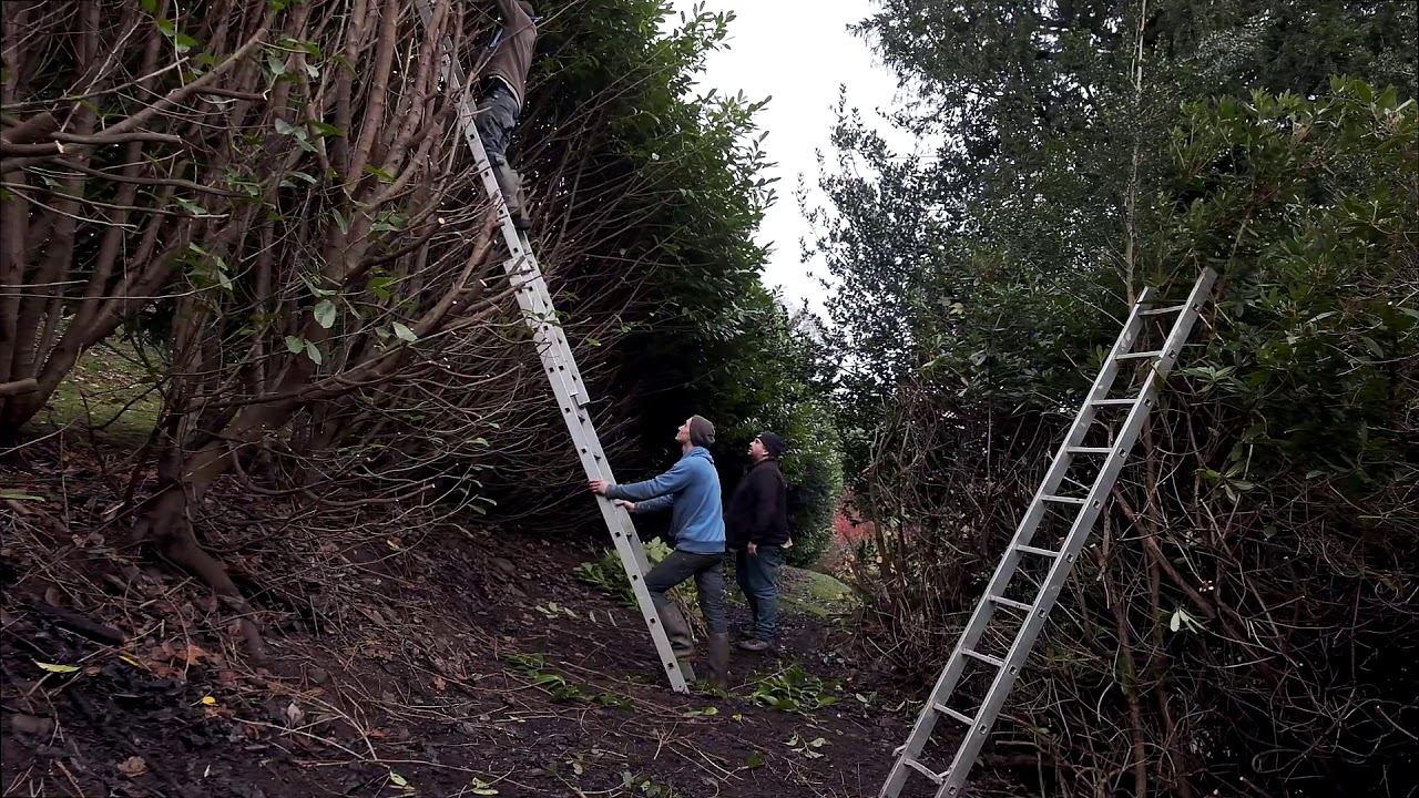 How to trim a laurel hedge - Burncoose Nurseries