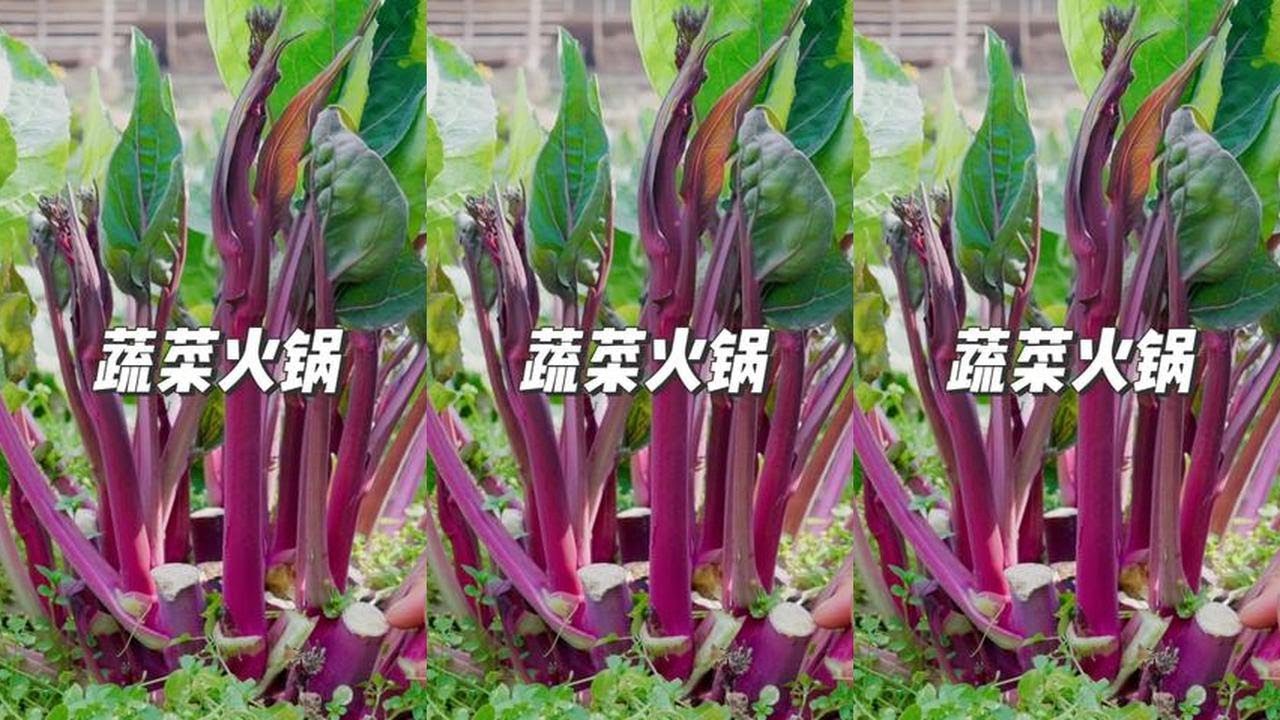 Đông lạnh, lẩu rau củ ngọt thanh cay nóng, ngon miệng ấm áp