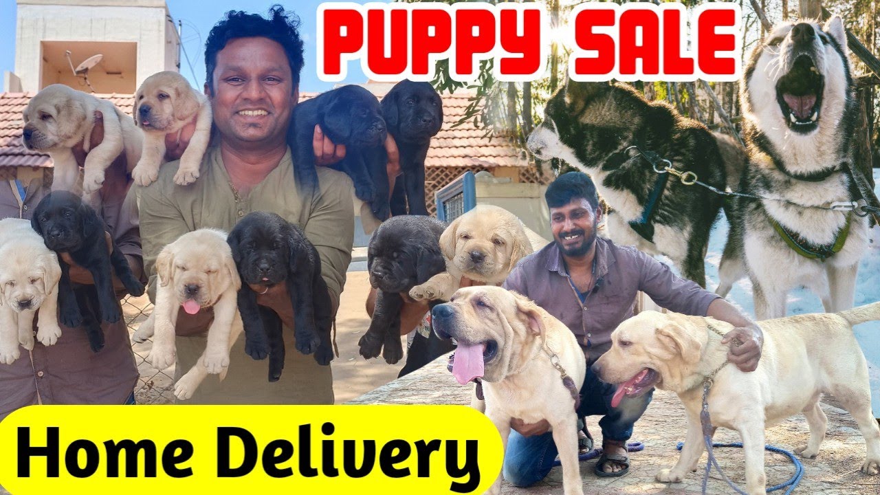 PUPPIES For Sales | Punjab LABRADOR Puppy's Price List | Kennel in Tamilnadu | Namma MKG puppies