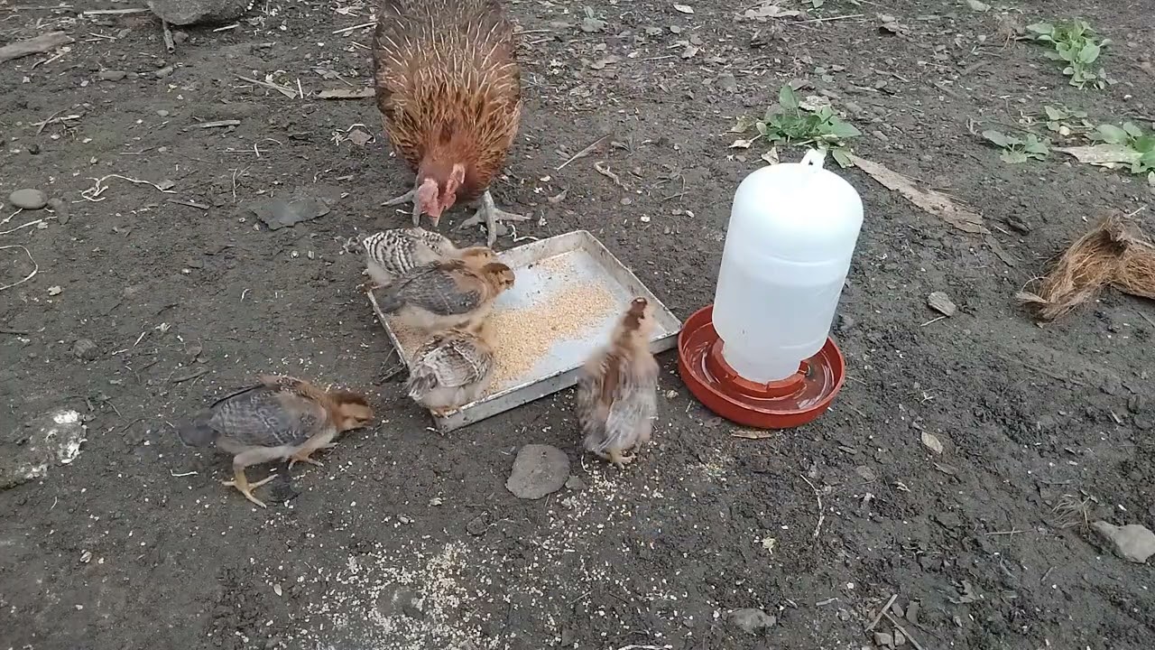 A Warm Moment of a Mother Hen and Her Chicks Eating Together in the Morning