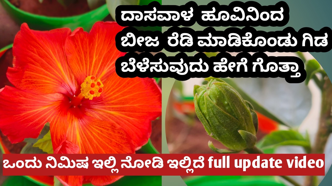 ಸುಲಭದಲ್ಲಿ ದಾಸವಾಳ ಬೀಜದಿಂದ ಬೇರೆ ಬೇರೆ ಬಣ್ಣದ ದಾಸವಾಳ ಗಿಡಗಳನ್ನು ರೆಡಿ ಮಾಡಿಕೊಳ್ಳುವುದು ಹೇಗೆ ಗೊತ್ತಾ #hibiscus
