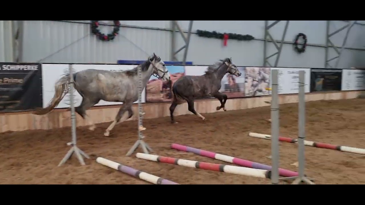 Koniki wciąż dają czadu! Renek i Felek #horses #konie #galop