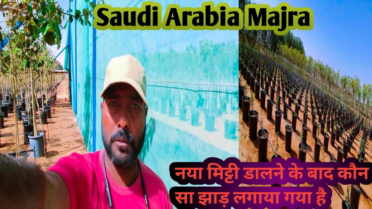 @ShastriBahadur1# नया मिट्टी डालने के बाद कौन सा झाड़ लगाया गया है#Saudi Arabia#Majra# Vlog  