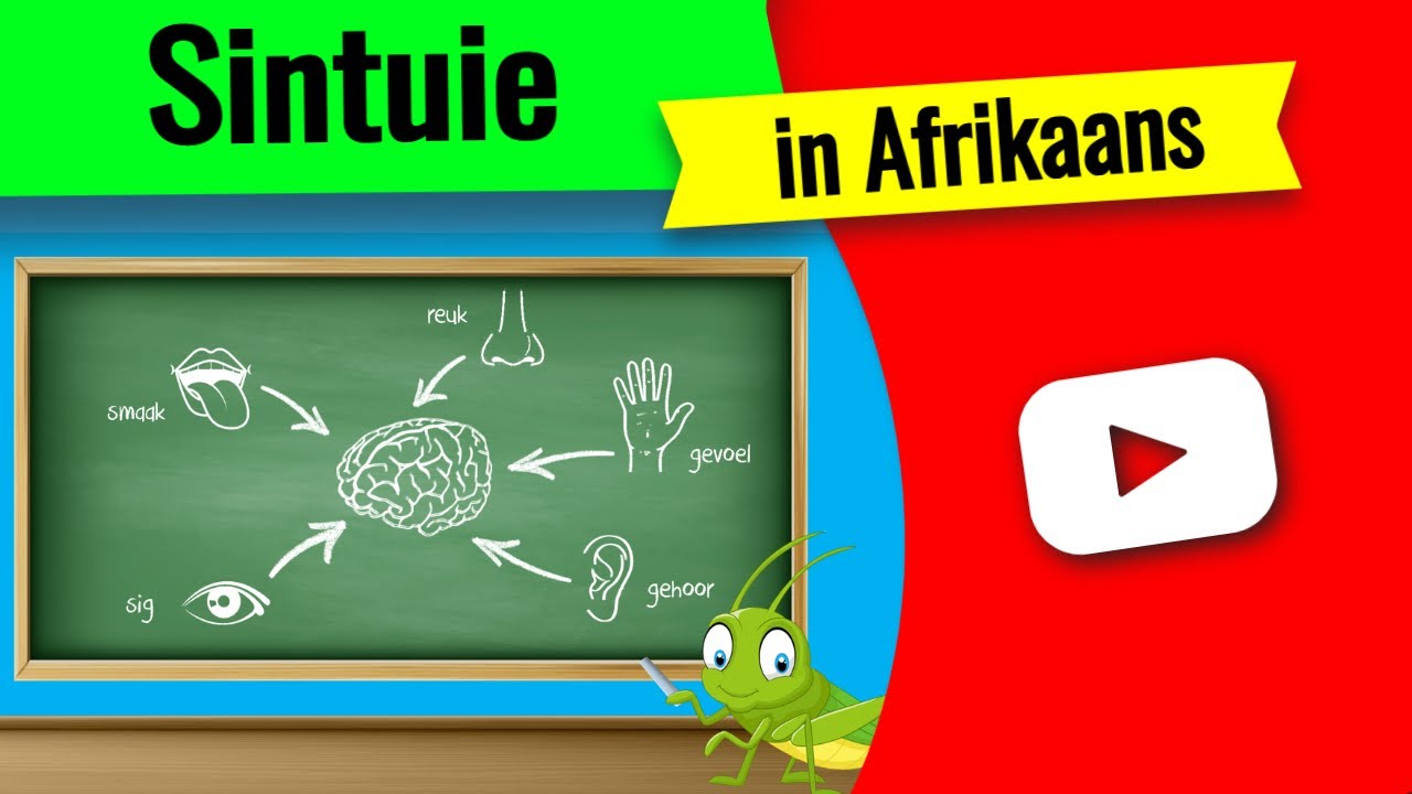 Sintuie ▶ leer die 5 sintuie vir kinders!