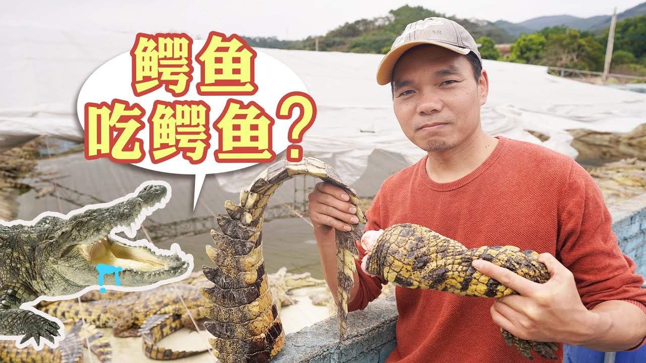 鳄鱼哥：拿死掉的鳄鱼喂鳄鱼，同类之间会相食吗？【农场鳄鱼哥】