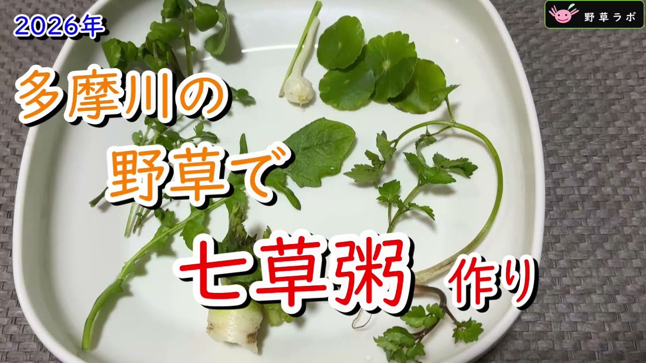 多摩川の野草で七草粥。春の七草？冬の河川敷で食べられる野草探し