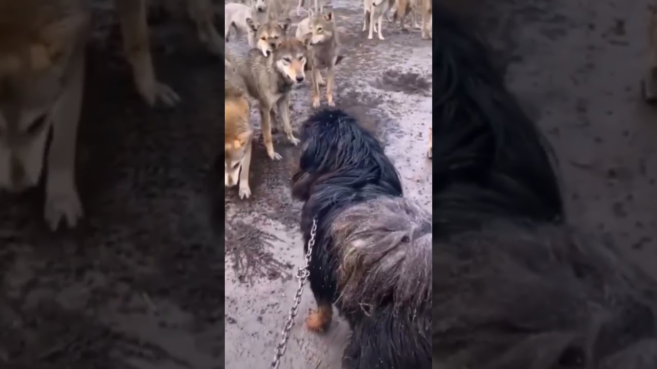 Tibetan mastiff vs wolves