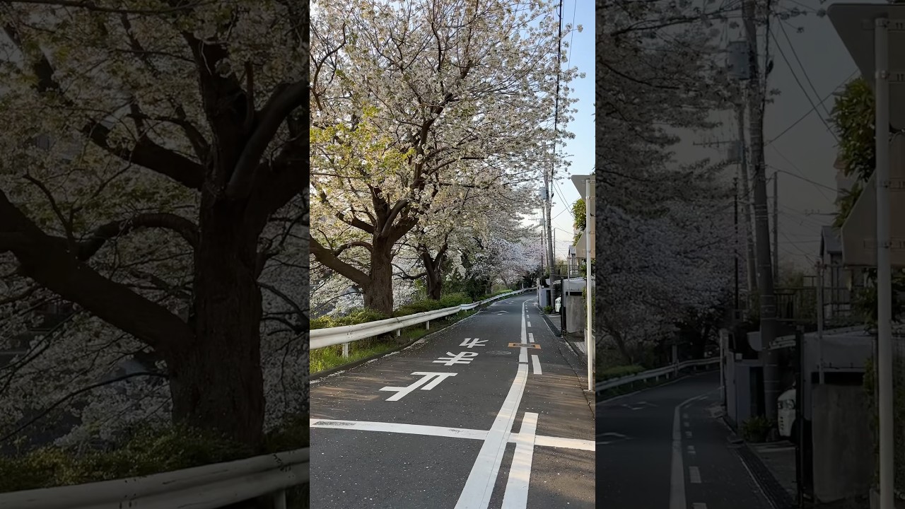 Sakura season in japan🌸