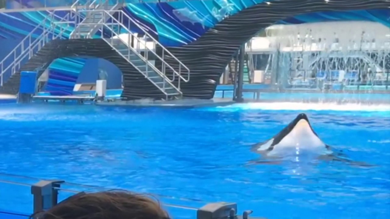 R.I.P Tilikum :(....