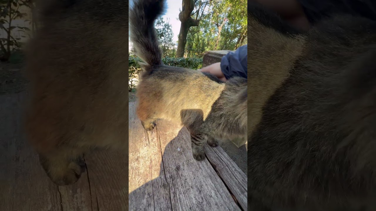 キジモフちゃん「抱っこはイヤにゃー」　　