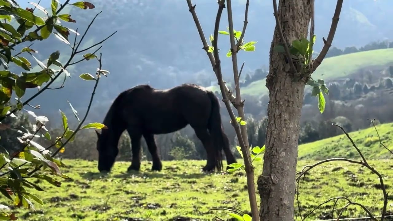 Asturias countryside