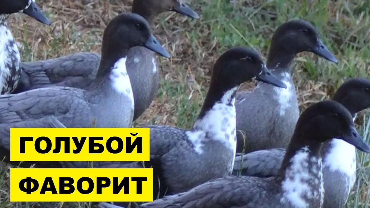 Разведение уток породы голубой фаворит | Птицеводство | Утка голубой фаворит