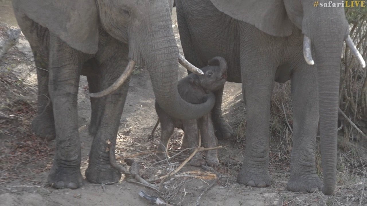 Newborn elephant meets it's big new world
