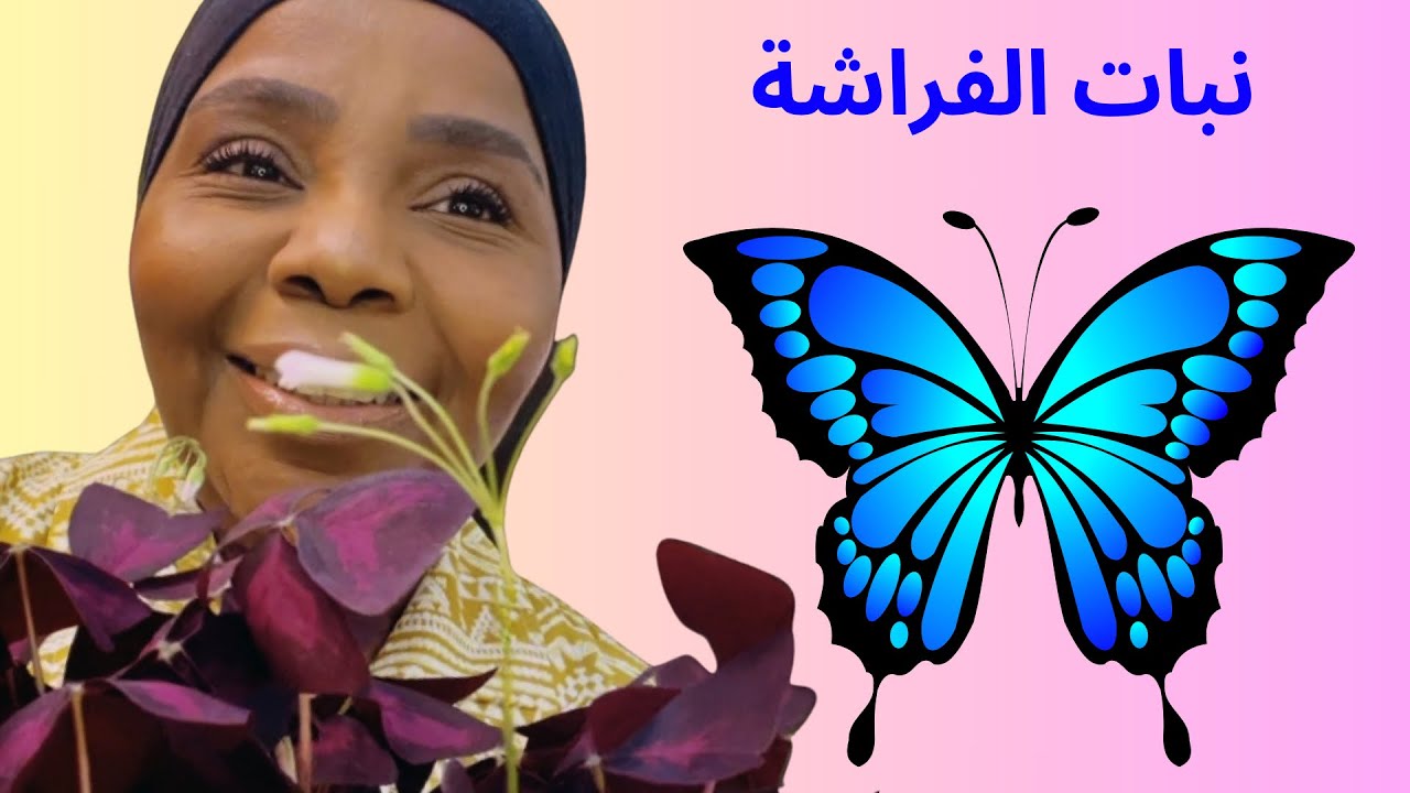 كيف العناية واهتمام نبات الفراشة الاوكزاليس ؟!