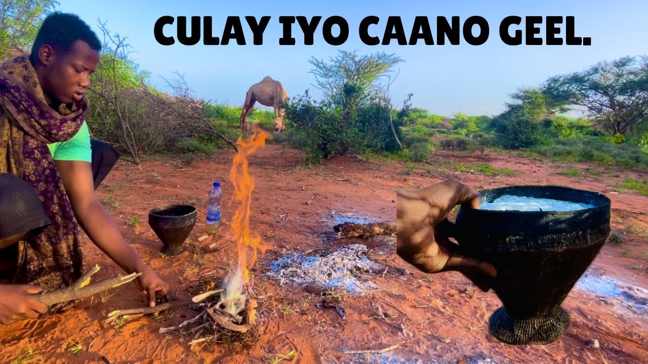 SAAKA QURAACDEENNU WAA CAANO GEEL.