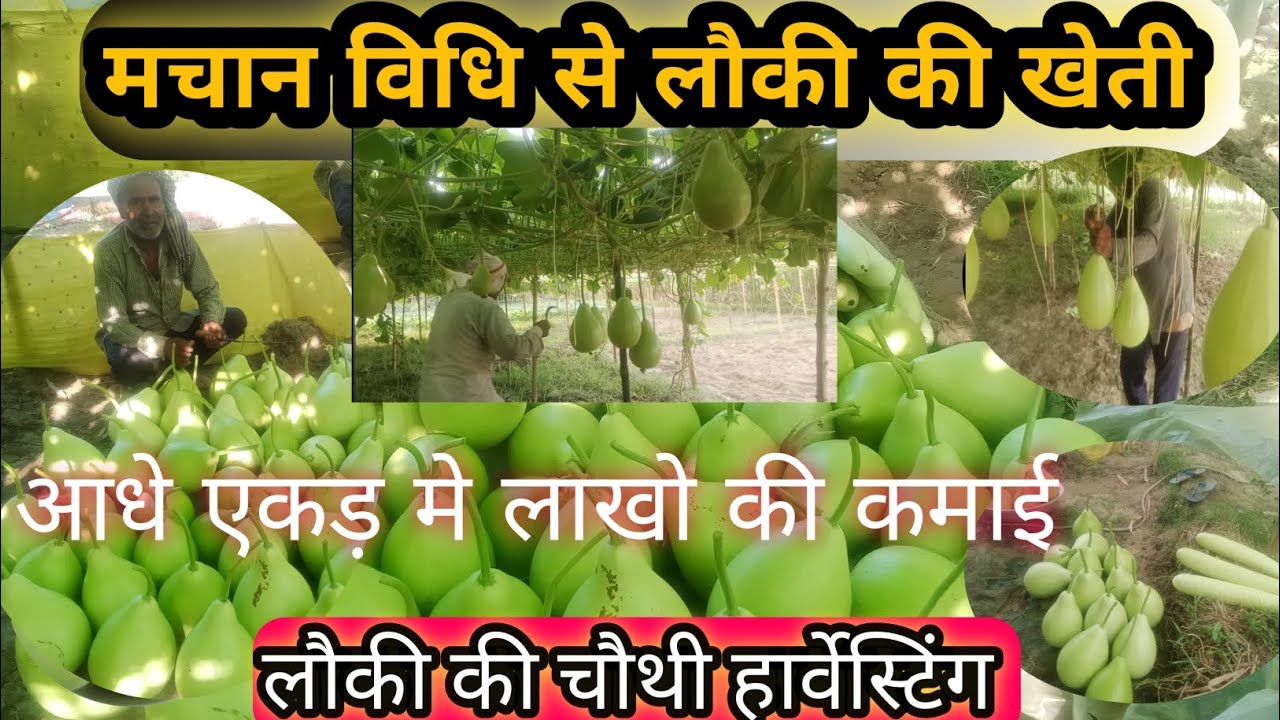 मचान विधि से लौकी की खेती l चौथी harvesting l आधे एकड़ से कमाए लोखो रुपये l #khetikishani #farming 