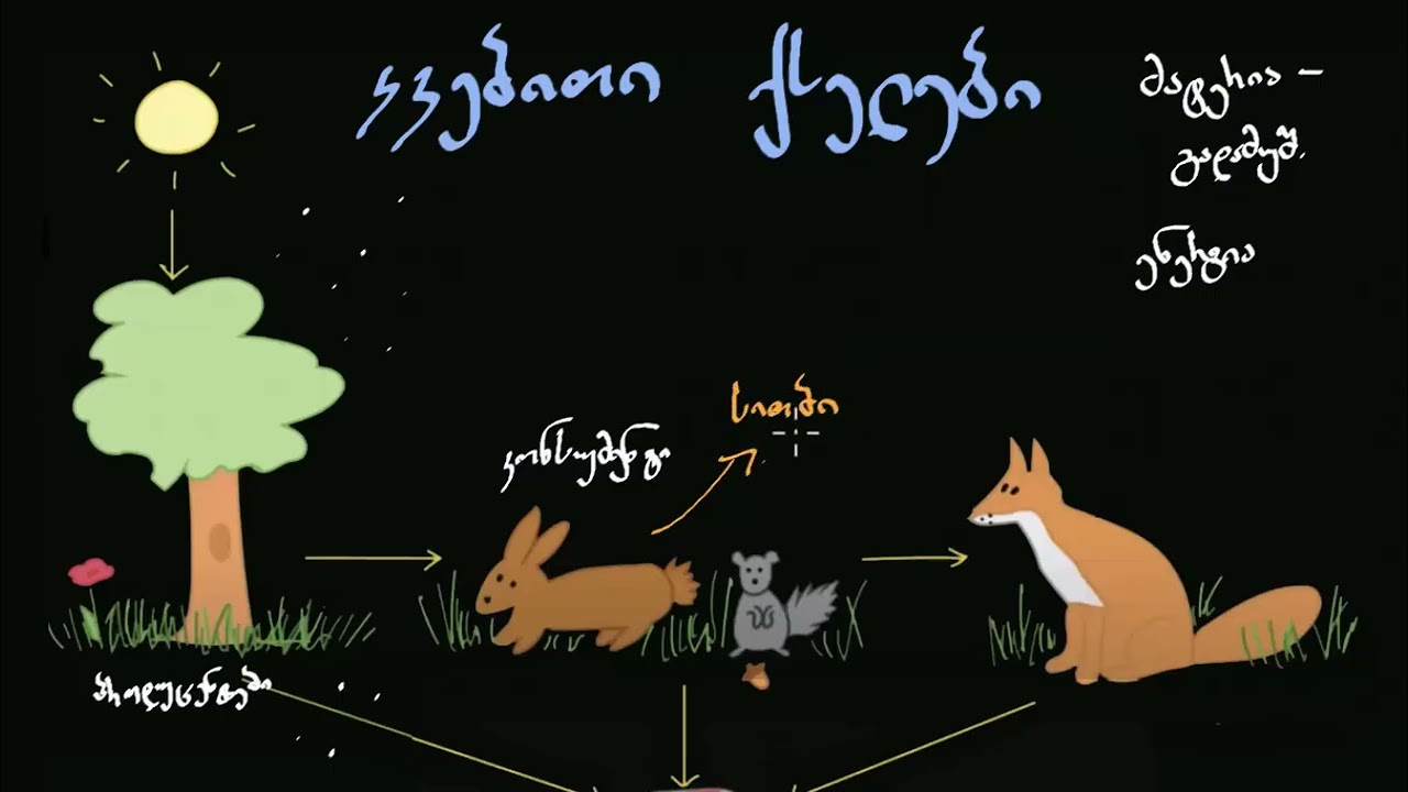 მატერია და ენერგია კვებით ქსელებში