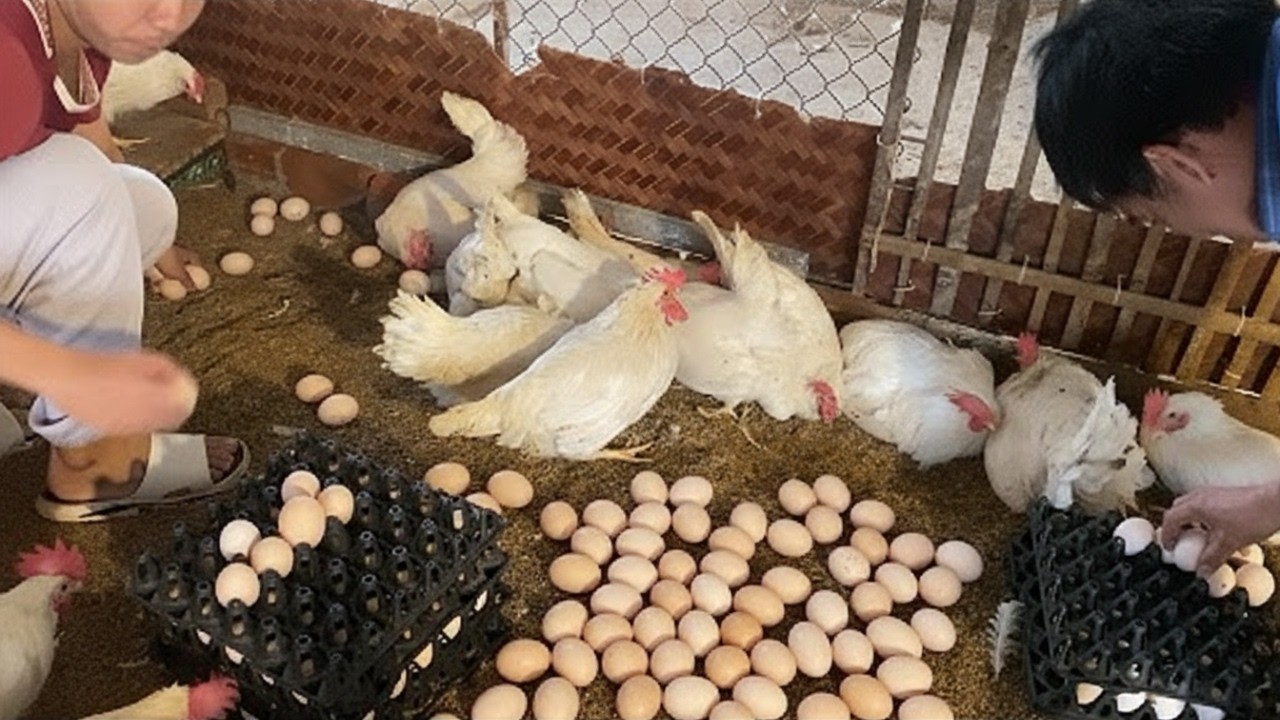 Manual Egg Harvesting at a Chicken Farm | Daily Laying Hen Egg Collection Process.