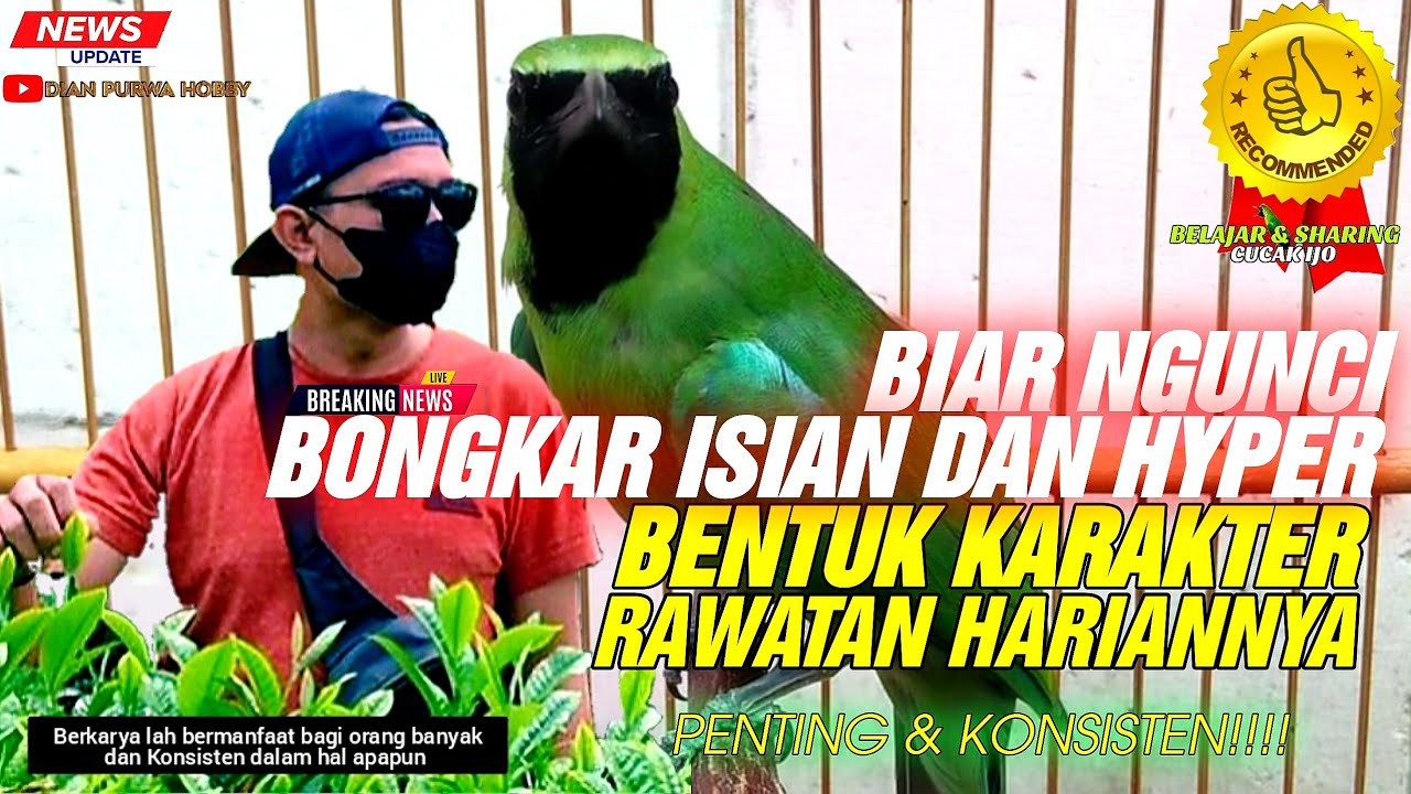 UPDATE PENTING❗CUCAK IJO BONGKAR ISIAN,HYPER,BENTUK KARAKTER DI RAWATAN HARIANNYA DULU||KICAUMANIA