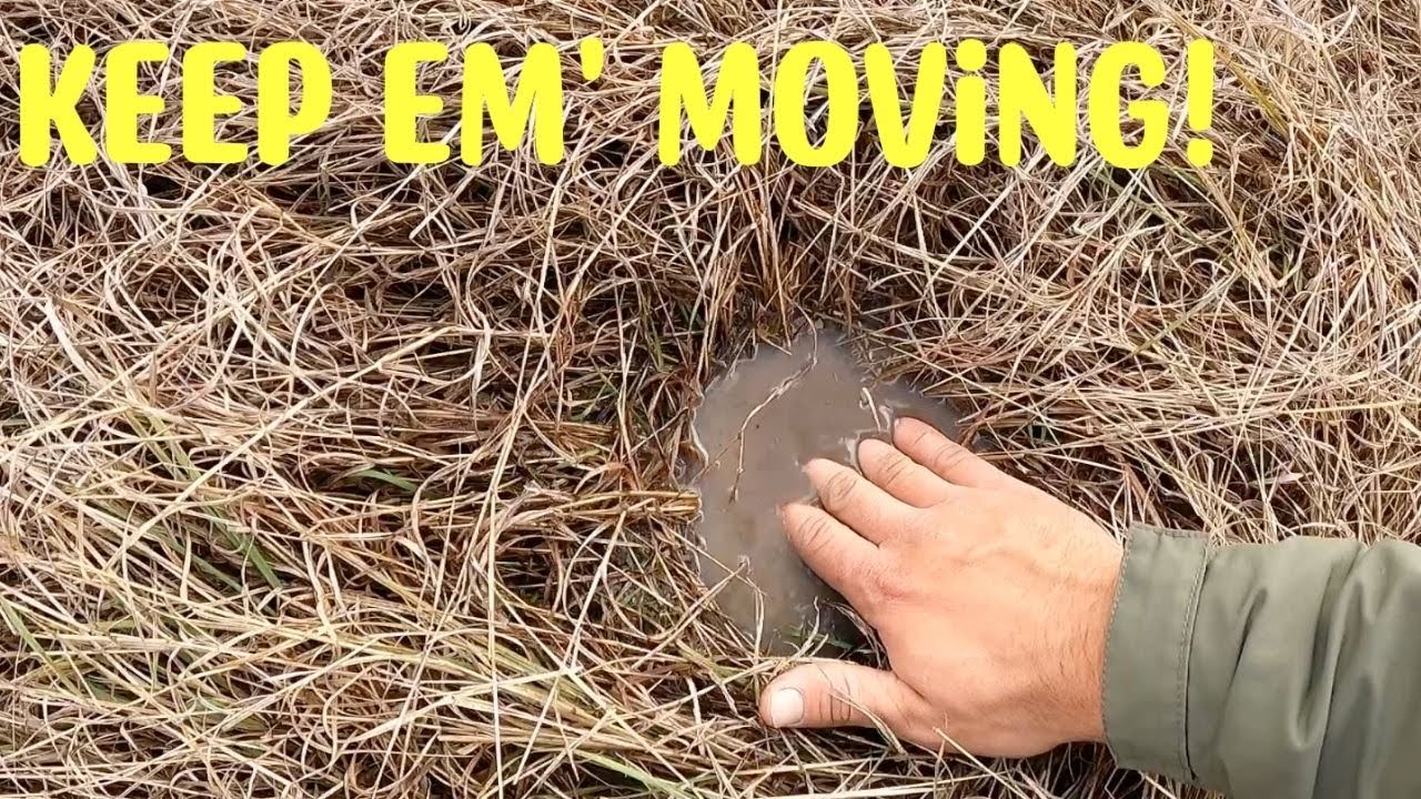 ROTATIONAL GRAZING in WET WEATHER | What should you do?
