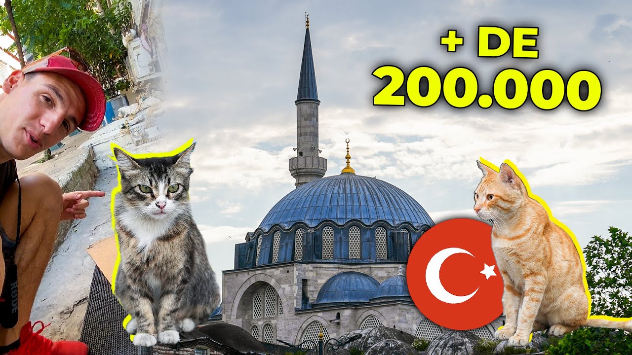 La ciudad DOMINADA por los GATOS CALLEJEROS I Estambul, Turquía