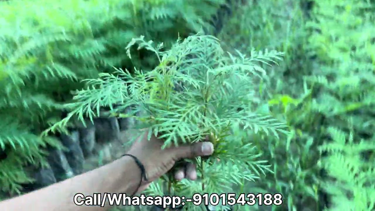 Silveroak Plants Wholesale Nursery | Call/Whtapp:- 9101543188 #silveroak#farmer#plants #agriculture 