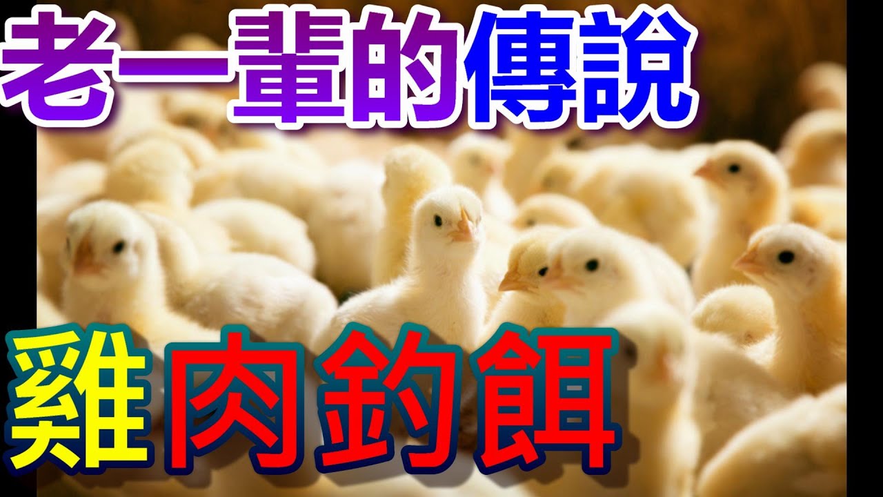 老一輩的傳說雞肉釣餌 一種可以說是萬用的調餌 使用在每種餌料都能有效吸引魚來覓食