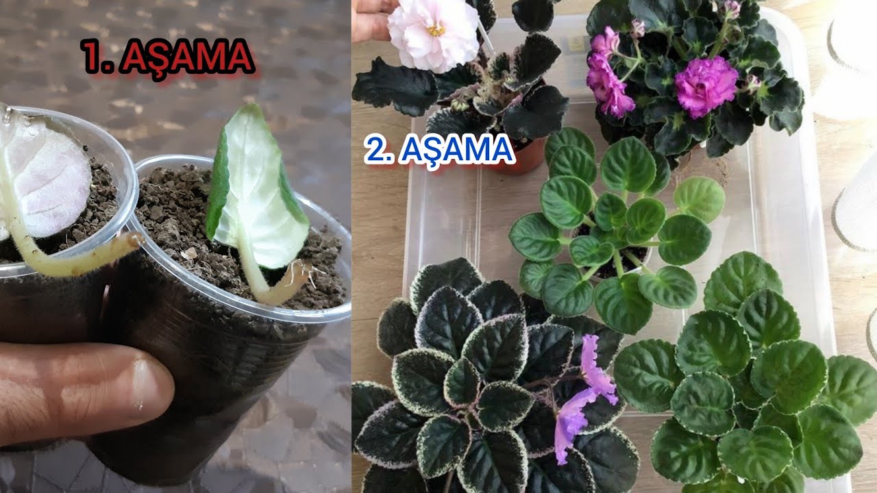 En Garanti Ve Kolay Yöntemle Yapraktan Menekşe Köklendirme Şekli🌸Menekşe Çiçeği Çoğaltmanın Püf Yolu