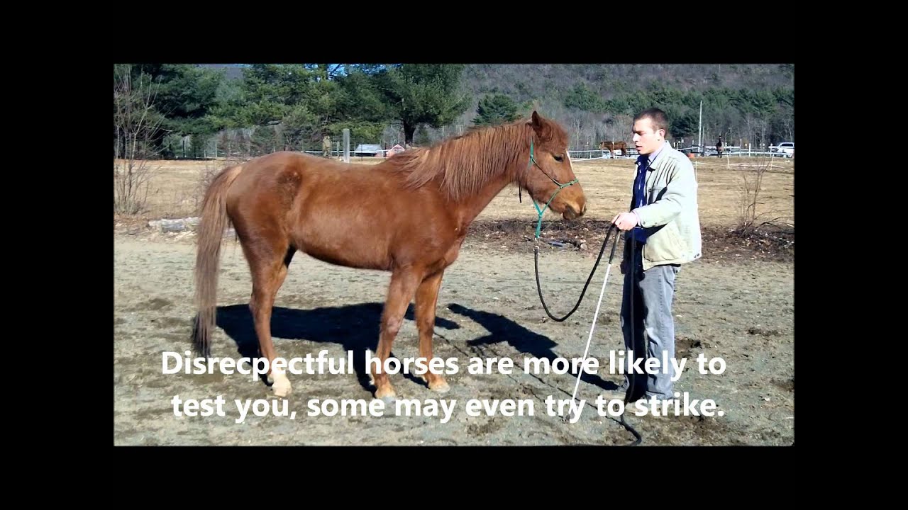 How to Back Up a Horse