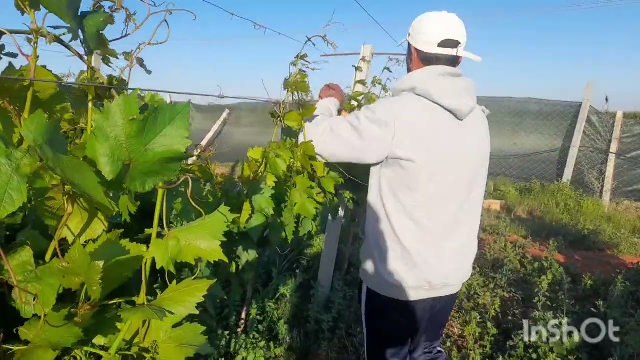 طريقة حزم عود عنب 🍇 الدكالي داخل الاسلاك لمنع الانتشارها بين الاسطر