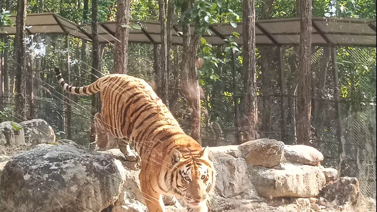 Man Eater Tigers Of Jim Corbett Sundar Khal and Mohan Spotted at Malsi Deer park Dehradun