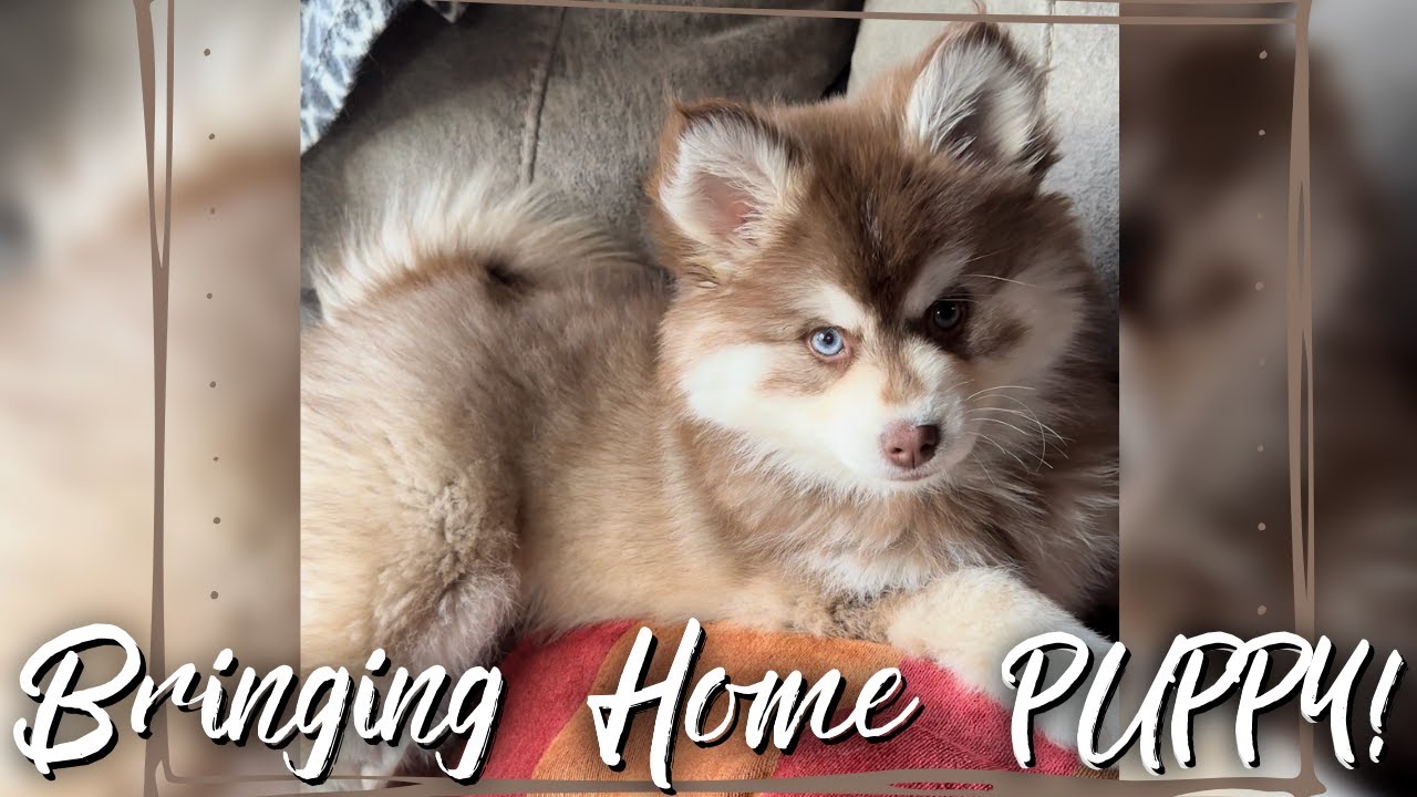 We brought home our Adorable New POMSKY PUPPY!