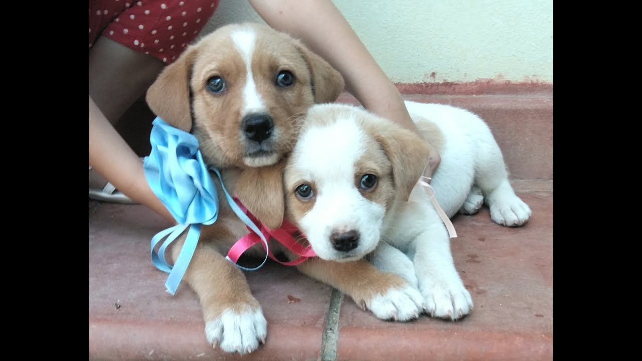 Vi presentiamo SKYE e ZUMA