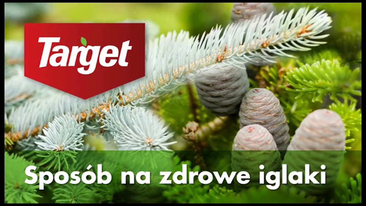 Iglaki Choroby