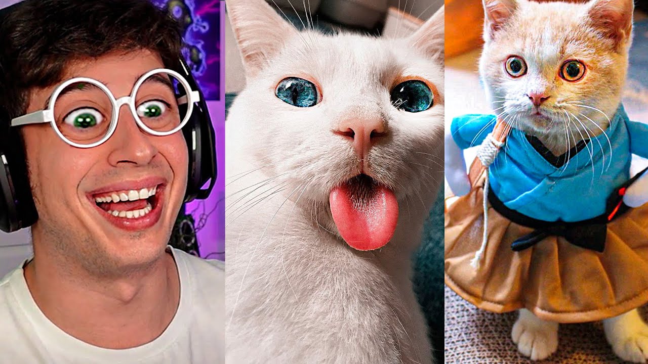 Los ANIMALES más GRACIOSOS de TikTok!! (Intenta no reir Gatos y perros muy divertidos risas XD LOL)