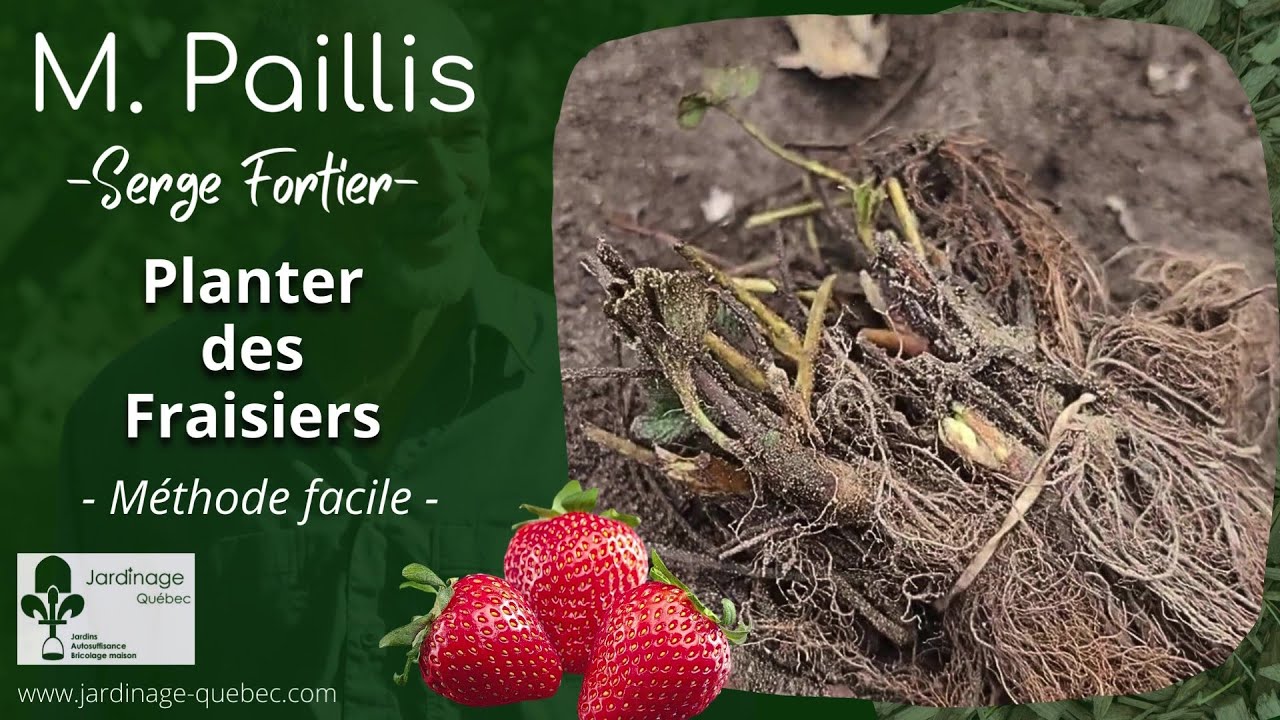PLANTER DES FRAISIERS - CONSEILS DE SERGE FORTIER