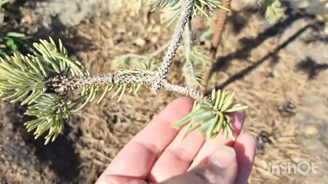 Смотрим и любуемся как просыпаются некоторые хвойные растения🥰❤️🌲Часть 2. 21.04.25г.