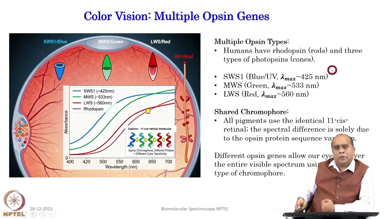 Week 2: Lecture 8: Spectral shifts in rhodopsin and vision