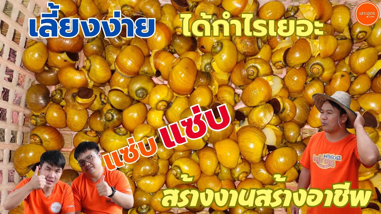 หอยเชอรี่สีทอง ต้นทุนน้อย ขายดี มีเท่าไหร่ก็ไม่พอขาย