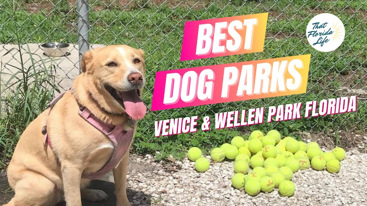 Favorite Dog Parks Around Venice Florida (You and Your Pup Will Love)!