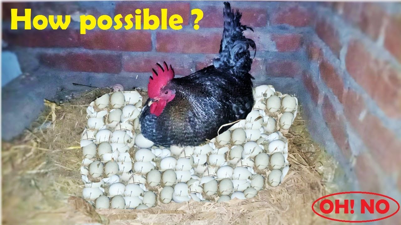 Murgi Hen harvesting eggs to new born hen  chicks || rooster harvesting eggs to new born baby chicks