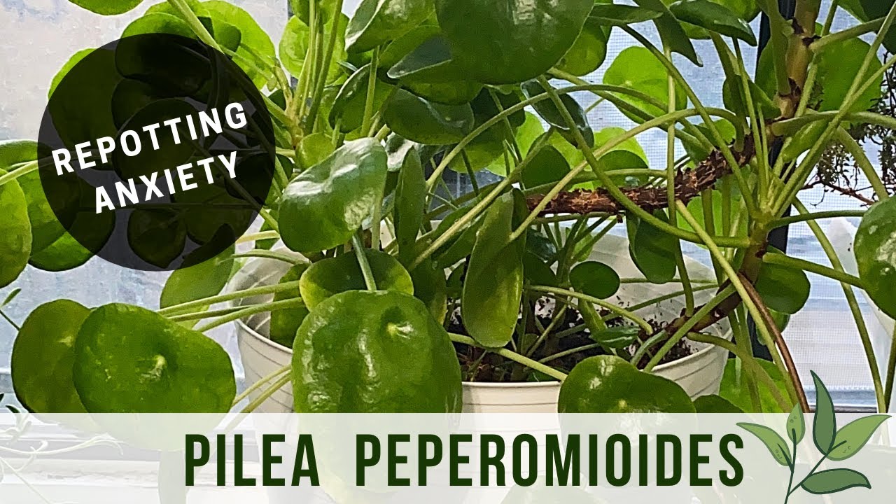 Repotting Pilea Peperomioides (Chinese Money Plant)