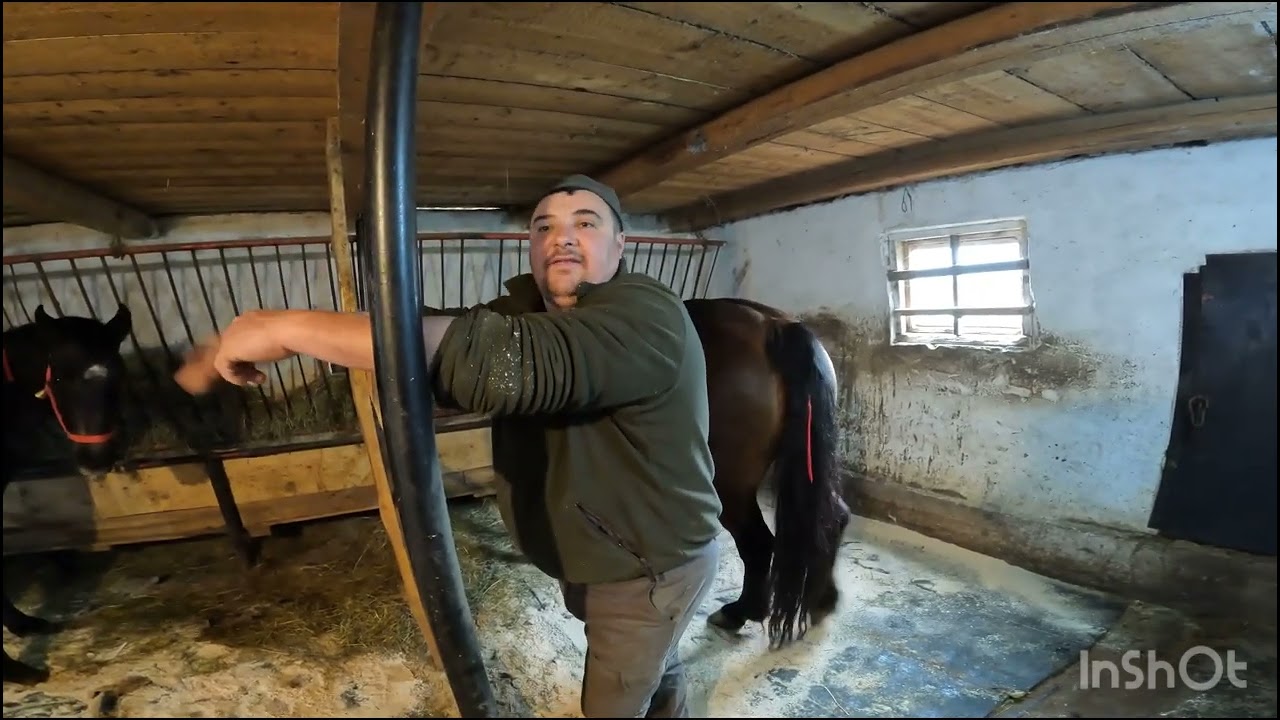 CÂINI CORBI CIOBĂNEȘTI .CAII LIPIȚANI ȘI OILE TURCANE .A LUI CODRUȚ IONEL .DIN ZARNESTI BRASOV