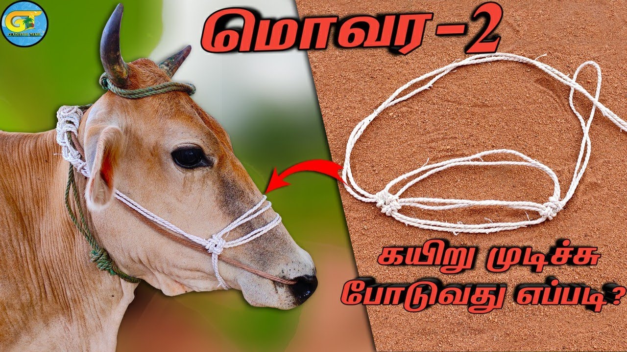 how to make cow face rope in tamil|மாடு மொவர கயிர் பின்னல் part 2