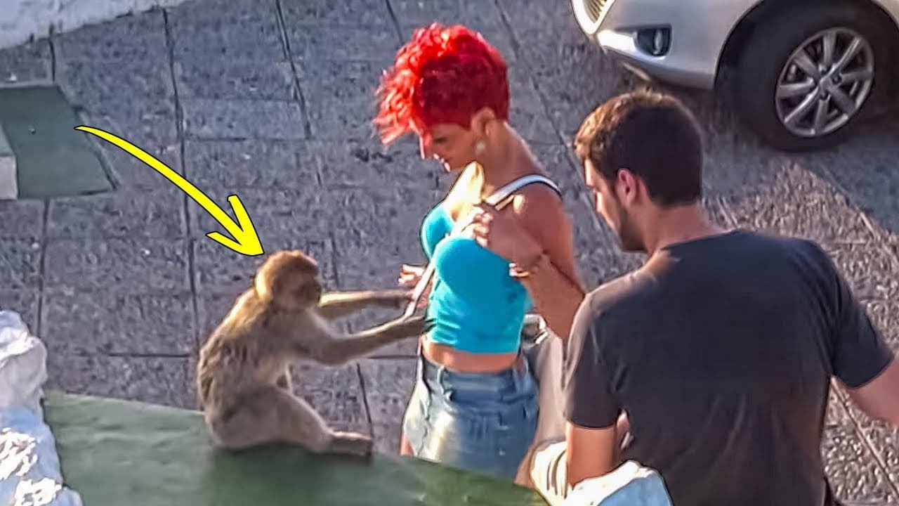 15 geniale Affen vor der Kamera gefilmt