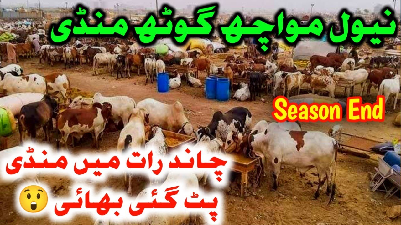 Naval Moach Goth Mandi Last Day Latest Update #navalmandi #navalcowmandi #mandiupdates #cowmandi