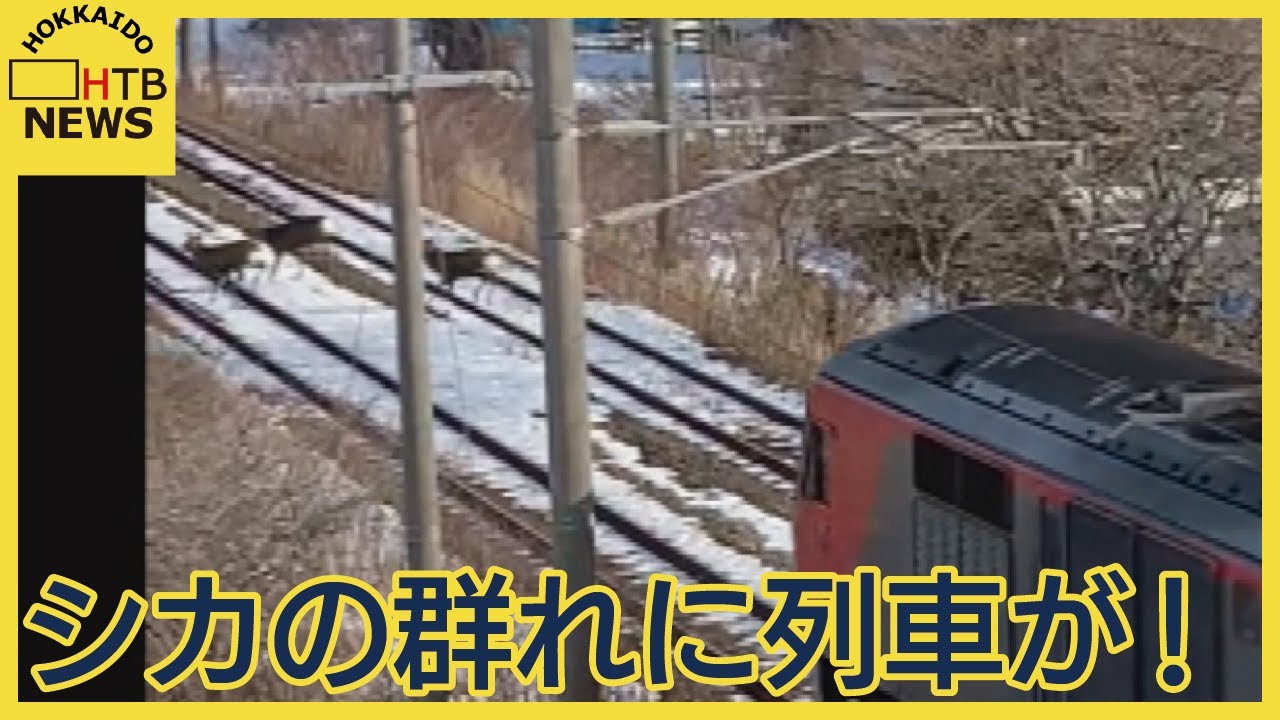 【決定的瞬間】線路にシカの群れ　そこに貨物列車が！　増加する列車とシカの衝突事故