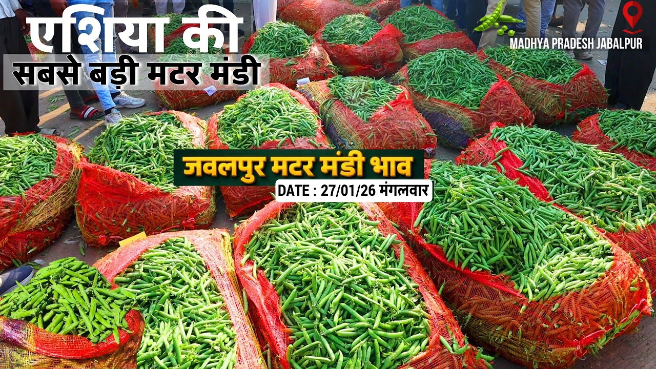 MadhyaPradesh Jabalpur Matar Mandi Bhav Today🫛DATE – 27/01/26 मंगलवार | मटर मंडी भाव 